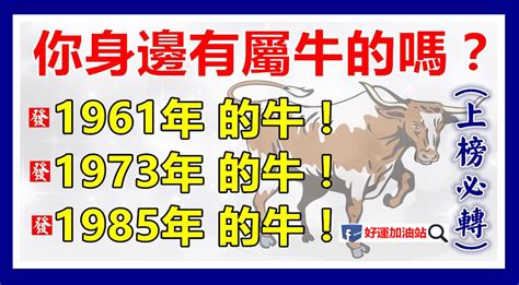 1973 屬牛|1973年屬牛男一生命運如何 壓力大晚年幸福